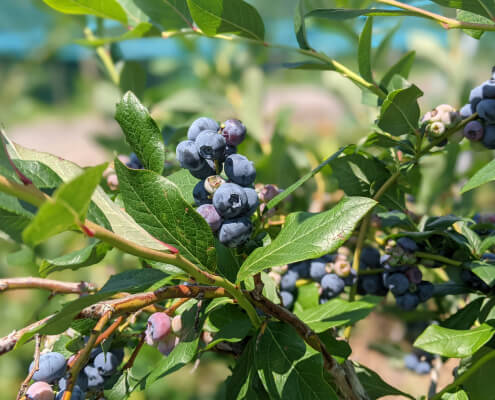 Візит ТОВ «Органічний сад» 08.06.2024 (4) Візит ТОВ «Органічний сад» 08.06.2024